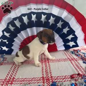 Purple, Jack Russell Terrier Puppy